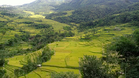 Terrace cultivation in Nagaland (Image Source: Tewu via Wikimedia Commons)