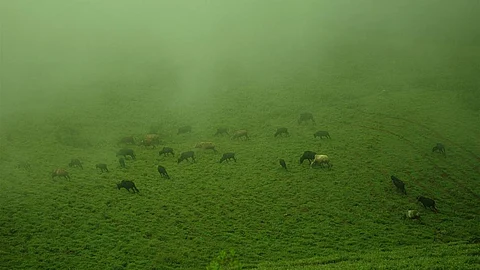 Cows grazing in a pasture land in Karnataka (Image Source: Pradeep Kumbhashi via Wikimedia Commons)