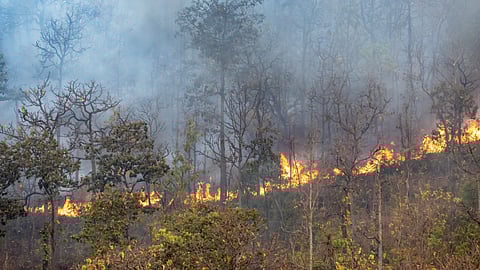 Climate change fuels devastating forest fires (Image: PDAG)