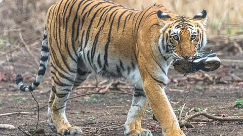 Human wildlife conflict (Image: Ranjith Kumar, Wikimedia Commons)