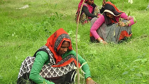 Urgent need for tree planting in Delhi to address stormwater management and air pollution (Image: Grow-Trees.com)