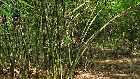 Bamboo can be used for eco-friendly products and social impact (Image: Wikimedia Commons)