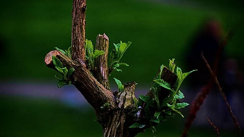 Innovating for sustainability (Image: Deviantart)