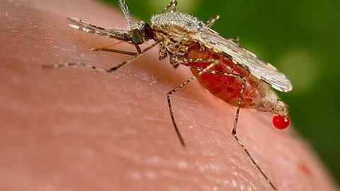 An Anopheles stephensi mosquito feasting (Source: Wikimedia Commons)