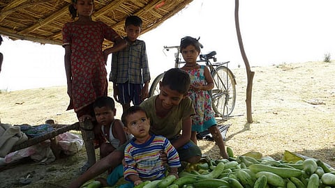 A new gene from pests can destroy the pesticide residues in food and environment. (Source: IWP Flickr photos; photo for representation only)