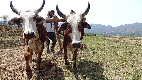 A farmer on his field. (Source: India Water Portal)