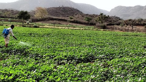 A farmer sprays pesticides on his vegetable farm. (Source: IWP Flickr photos)