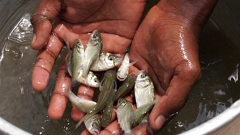 A fisherman shows juvenile fishes. (Source: India water portal)