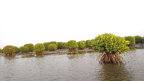 Mangrove forest located in the coastal regions of Kerala. (Pic courtesy: India Science Wire)