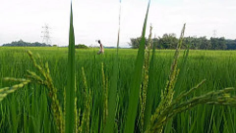 Paddy farm. (Source: IWP Flickr photos)