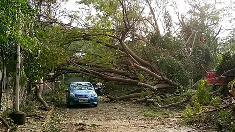 In a cyclone in 2016, thousands of trees were uprooted (Image source: IWP Flickr photos)