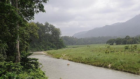 Mangpong forest in West Bengal