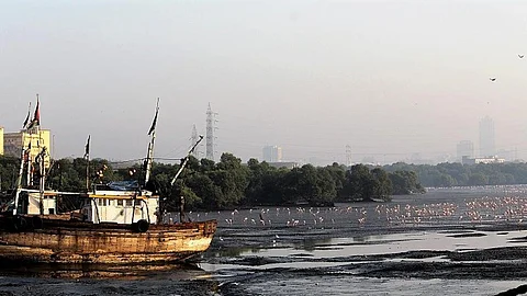A wetland in Mumbai (Source: IWP Flickr photos)