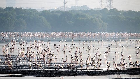 Flamingos at Sewri wetland in Mumbai (Source: IWP Flickr photos)