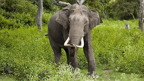 The Asiatic Elephant (Source: Yathin S K, Wikimedia Commons)