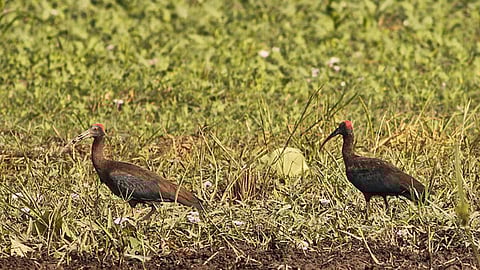 Red-naped Ibis at the Kanwar Lake (Source: Wikipedia)