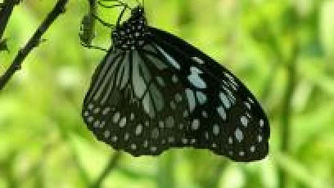 Biodiversity informatics in India - A bird's eye view