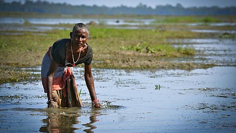 Maguri Beel, a wetland area in the Tinsukia district of Upper Assam.