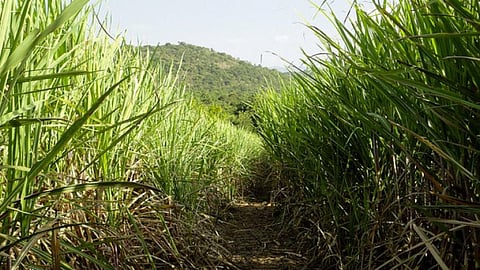 A sugarcane farm (Source: IWP Flickr photos)