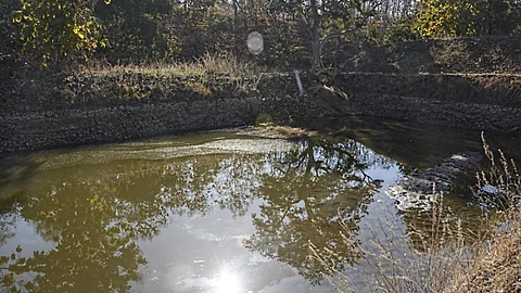 A farm pond in Kakaddara.