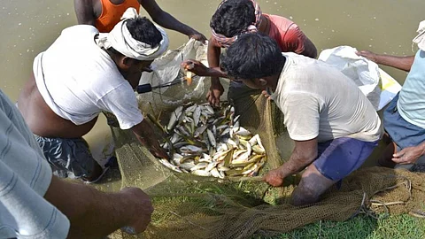 Freshwater fish species across the world under grave threat (Source: IWP Flickr photos)