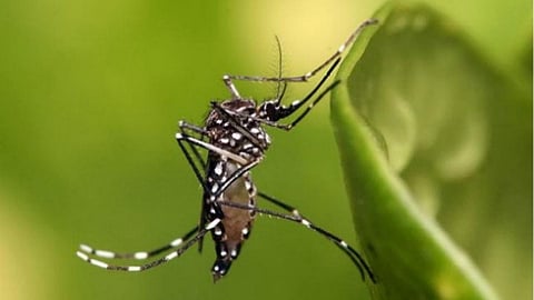 Aedes aegypti mosquito (Source: Wikimedia Commons)