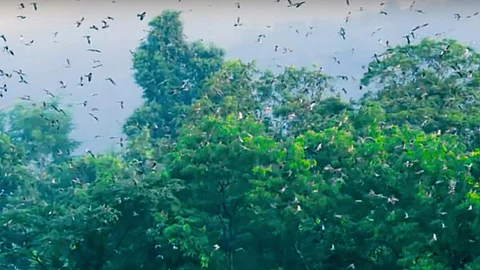 Amur Falcons (Screenshot of the film The Naga Pride, Source: Sumanth Kuduvalli)