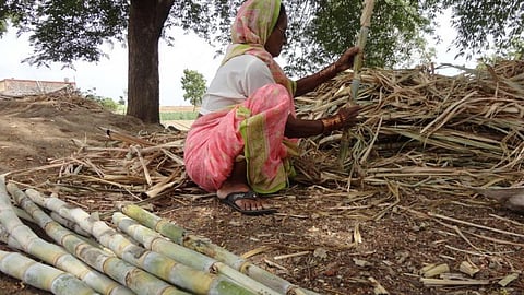 For doubling farmers’ incomes by 2022, the slew of measures proposed under the budget is inadequate. (Image: Azhar Feder, Wikimedia Commons-CC-BY-SA-3.0)