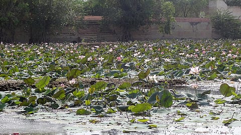 One of the ponds in Bikaner.