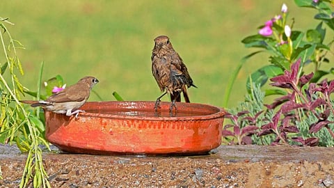 Silverbill enjoying the cool feeling of breeze on the wet feathers in the scorching heat (Image: Koshy, Wikimedia Commons, CC BY 2.0)