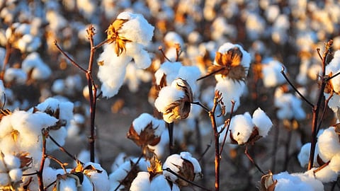 Cotton production in the country is expected to go up by 10 percent as compared to last year. (Image: Kimberly Vardeman, Wikimedia Commons, CC BY 2.0)