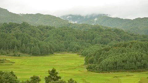 Rice fields at Ziro valley with sacred groves in the backdrop