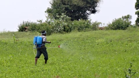 Since the introduction of green revolution, four kharif crops have marched to newer grounds.