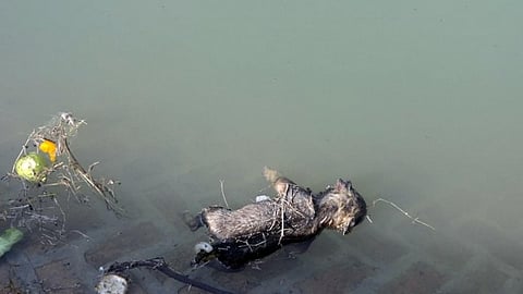 Body of a puppy floating in one of Punjab's public water supply tanks