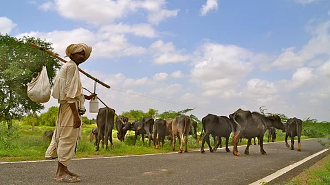Rearing livestock: the mainstay of people in Rapar