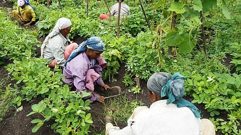 Women at work on a farm. (Source: India Water Portal)