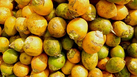 Arecanut is susceptible to climate change impact