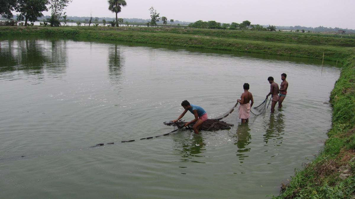 Fish rearing on wastewater, East Kolkata Wetlands