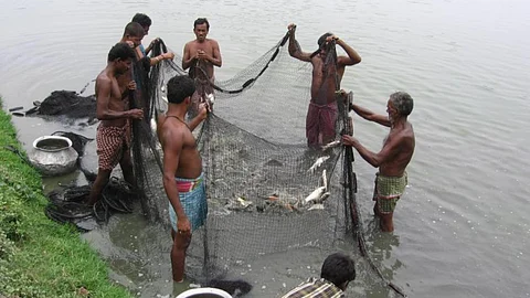 Fishermen use wastewater of Kolkata to rear fish (Image Source: India Water Portal)