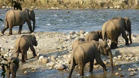A herd of elephants cross the Ramganga river at Corbett National Park