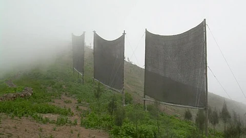 Fog harvesting structures.