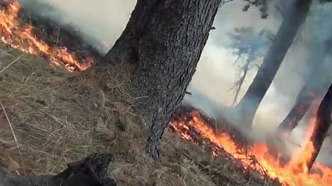 Forest fire (Source: Abdul Rashid)