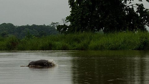 The Gangetic Dolphin (Source: Arati Kumar Rao)