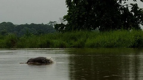 Gangetic Dolphin (Source: Arati Kumar Rao)