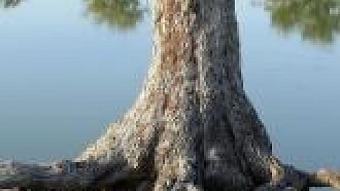 Silviculture of Indian Trees:A book by Robert Scott Troup