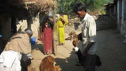 Goat rearing in Udaipur