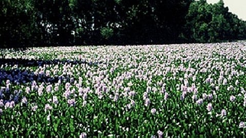 Harike wetland (Source: Wikimedia Commons)