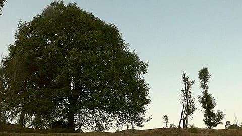 These two neighbouring oak trees, one untouched and the other over-lopped, are both managed by the women of one family and illustrate the impact that women have on forests