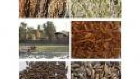 Study of performance of indigenous paddy varieties under System of Rice Intensification (SRI) and conventional growing practices