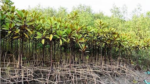 A restored site of degraded mangroves. Image credit: India Science Wire